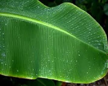 banana_leaf http://www.buletinonline.net/images/stories/aberita18/banana_leaf.jpg