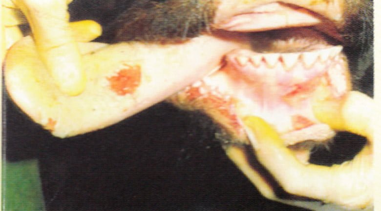 Foot and Mouth Disease Detected