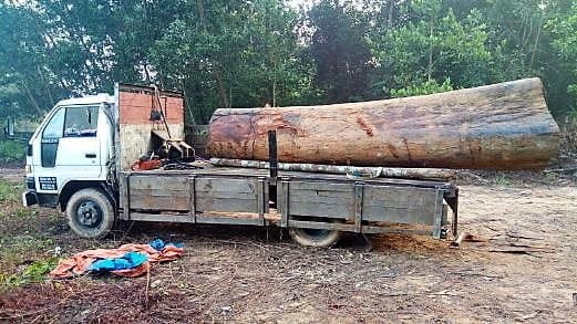Illegal Logger Caught Red-handed