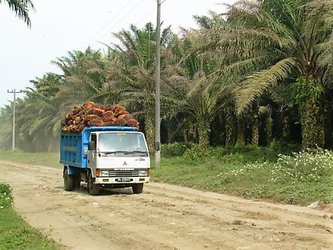 Tindakan Terbaharu FGV Sekat Pemilik Lori Orang Melayu Dan Kebun Kecil-Kecilan