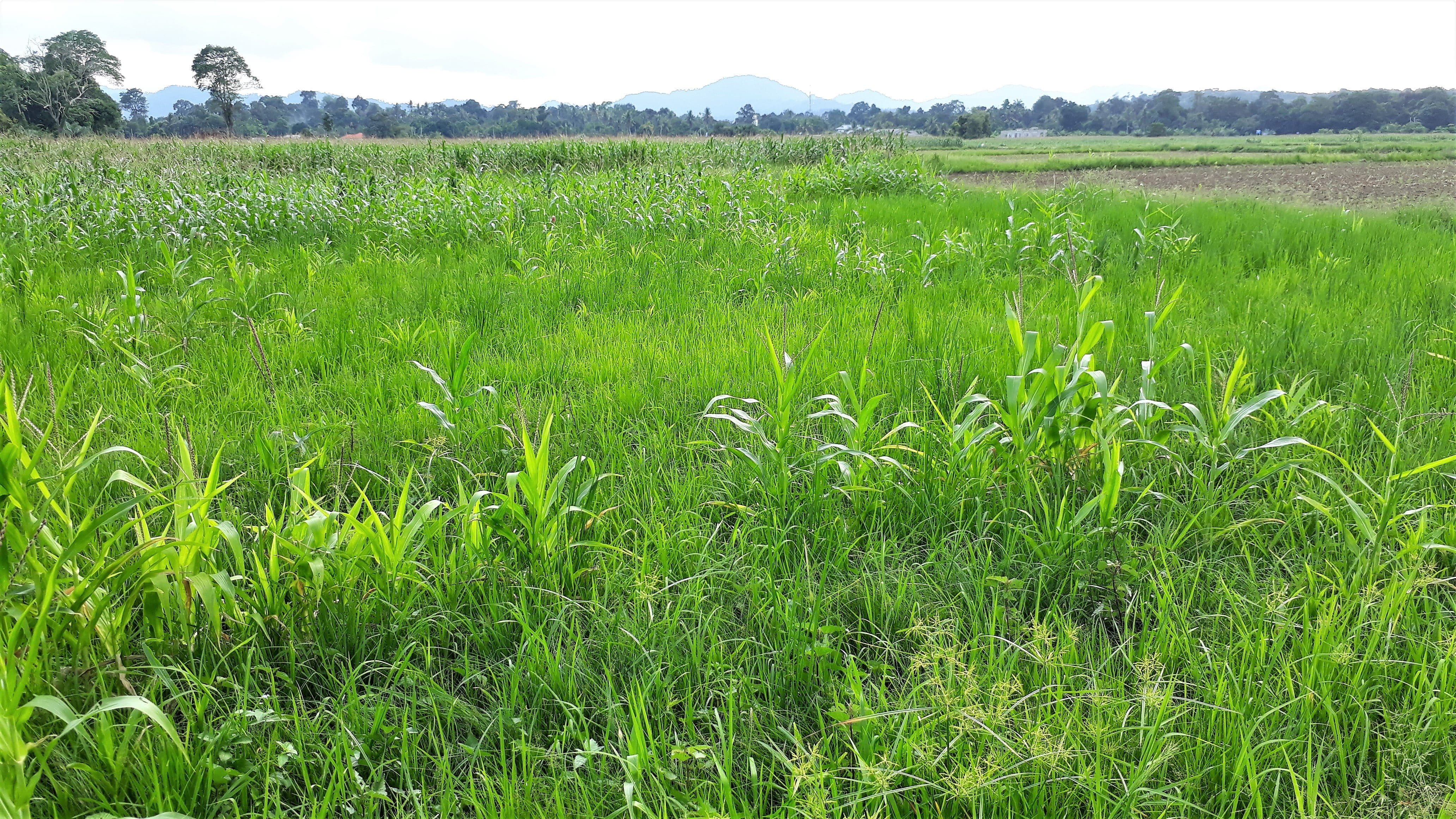 Ladang Jagung Dadong; Indah Khabar Dari Hakikat