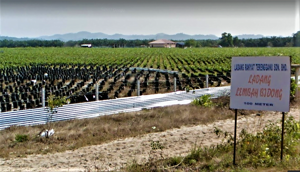 Ladang Rakyat Lembah Bidong1 Buletinonlines Net