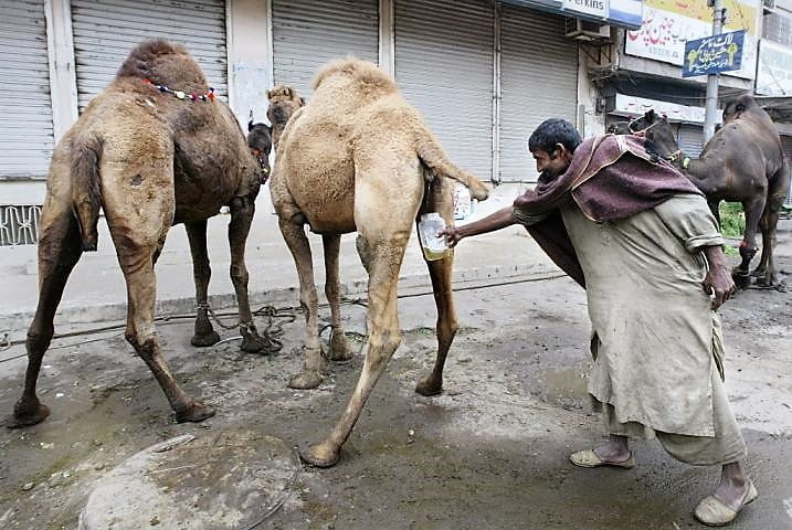 A man collects the camel urine prior to the slaughtering to mark