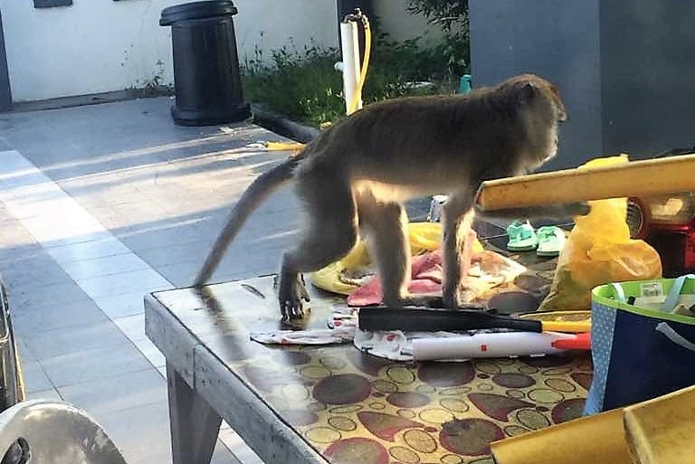 Selepas Masalah Khinzir, Kera Pula Ganggu Penduduk
