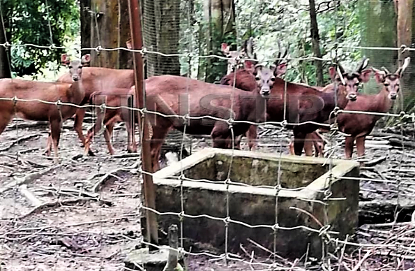 Shortcomings At Kemaman Zoo Being Addressed