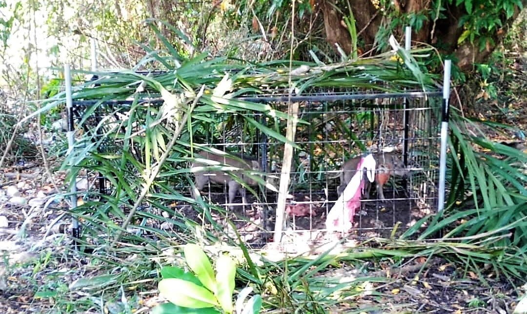 Pasang Perangkap Kawal Jumlah Babi