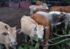 56 Ekor Lembu Korban Dalam DUN Bukit Besi