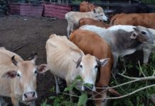 56 Ekor Lembu Korban Dalam DUN Bukit Besi