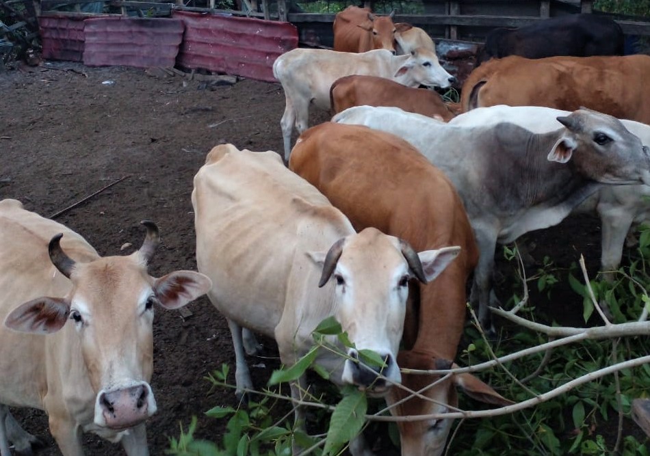 56 Ekor Lembu Korban Dalam DUN Bukit Besi