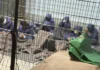 Kumpulan Hak Asasi Kecam Keganasan Seksual Israel terhadap Banduan Palestin, Tuntut Pertanggungjawaban