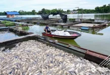 Lebih 20,000 Ekor Mati, Penternak Baung Rugi RM150,000