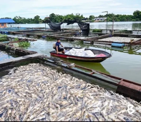 Lebih 20,000 Ekor Mati, Penternak Baung Rugi RM150,000