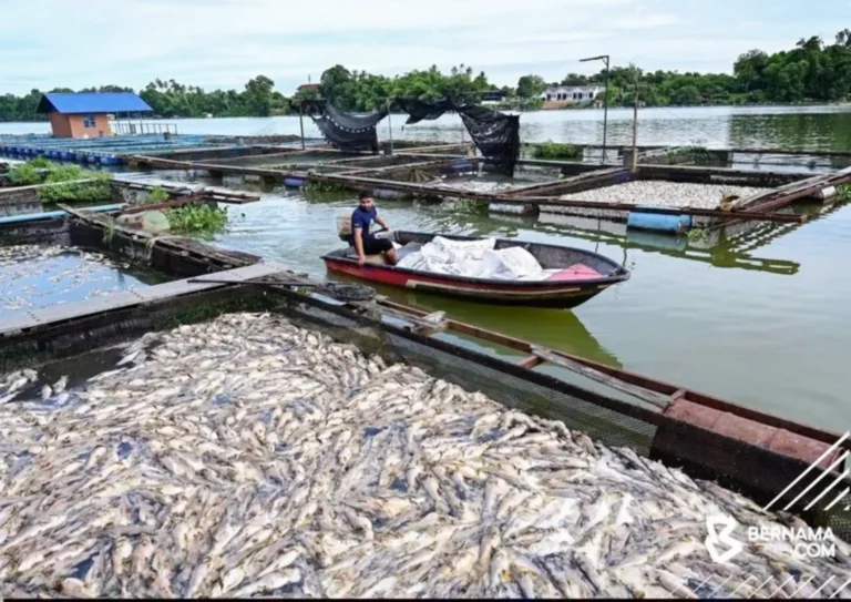 Lebih 20,000 Ekor Mati, Penternak Baung Rugi RM150,000