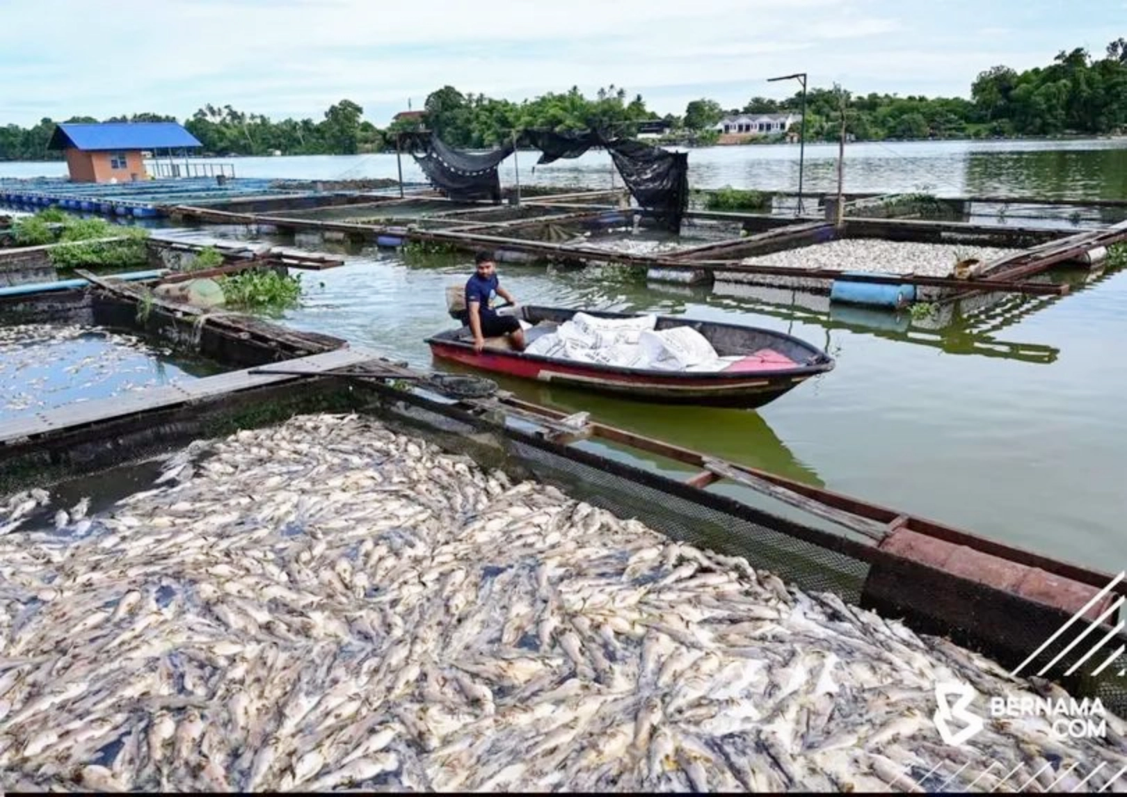 Lebih 20,000 Ekor Mati, Penternak Baung Rugi RM150,000