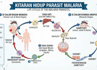 Siapsiaga Kesihatan Awam, Terengganu Kekal Tenang, Bahagia